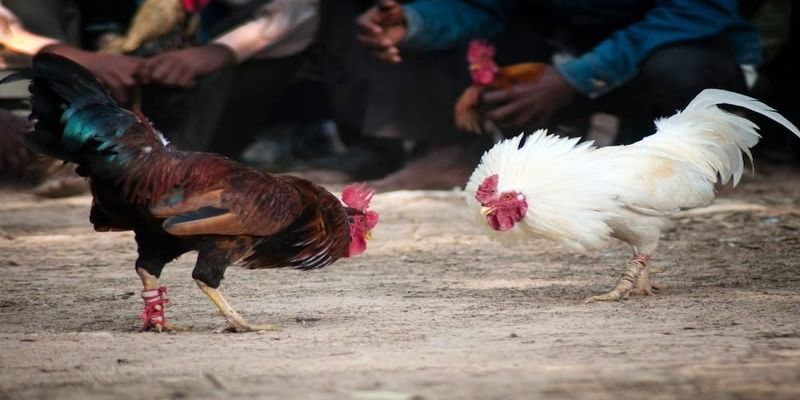 Chơi đá gà cựa sắt