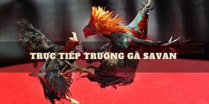 trường gà savan