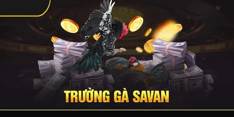 Các hình thức tham gia đá gà tại trường gà savan